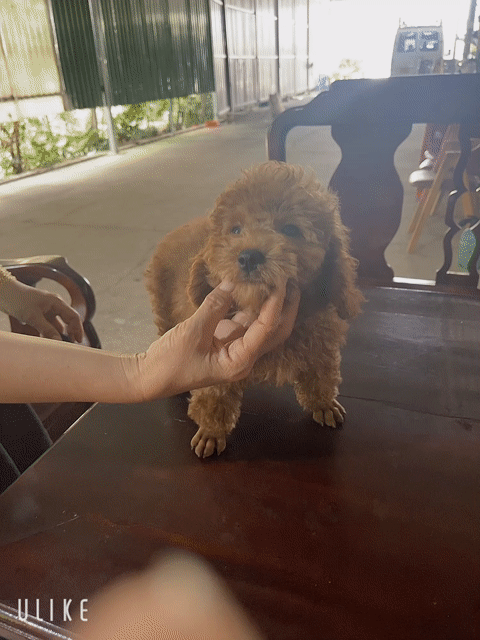 Chó Poodle nâu lông xoăn. Mua bán Chó tại Huyện Trảng Bàng Tây Ninh được đăng bởi Trương Quốc Duy hình 1