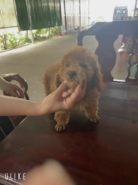 Chó Poodle nâu lông xoăn. Mua bán Chó tại Huyện Trảng Bàng Tây Ninh được đăng bởi Trương Quốc Duy hình 1
