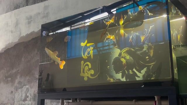 Cá Hồng vỹ xanthic 33-35 cm Vàng đậm. Mua bán Thú cưng khác tại Quận Bình Thạnh Tp Hồ Chí Minh được đăng bởi Trương Nguyễn Hoài Ân hình 1