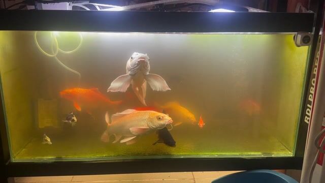 Cá vàng Đỏ Vây vi bung to. Mua bán Thú cưng khác tại Thành phố Thủ Đức Tp Hồ Chí Minh được đăng bởi Anh Đinh hình 1