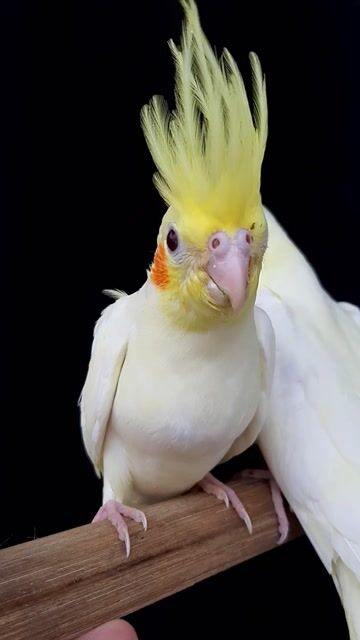 Vẹt Cockatiel Lutino. Mua bán Chim tại Quận Gò Vấp Tp Hồ Chí Minh được đăng bởi Bao Bao hình 1