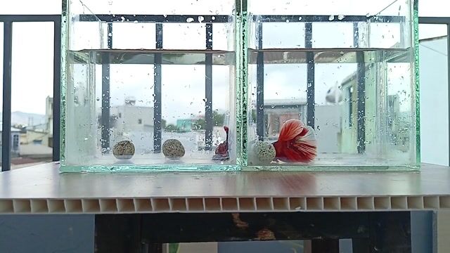 tặng keo betta. Mua bán Thú cưng khác tại Quận Thanh Khê Đà Nẵng được đăng bởi Anh Duy Lê hình 1