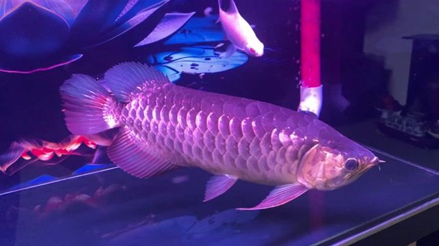 Cá Rồng Tím Khỏe mạnh Bơi tai ap 5 tam an long tha. Mua bán Thú cưng khác tại Huyện Long Thành Đồng Nai được đăng bởi Luc anh hình 1
