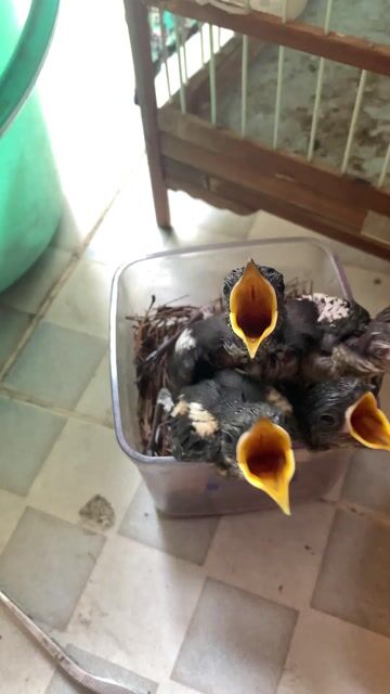 Than con. Mua bán Chim tại Quận 10 Tp Hồ Chí Minh được đăng bởi Trường Nguyễn  hình 1