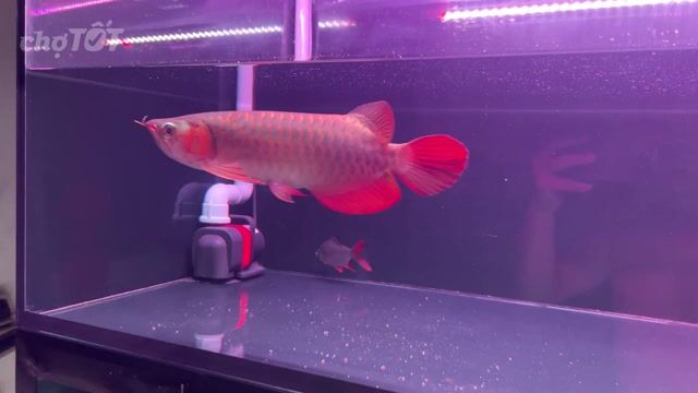 Cá Rồng Huyết Long đỏ 27-28 cm. Mua bán Thú cưng khác tại Quận Gò Vấp Tp Hồ Chí Minh được đăng bởi Hoàng Khoa hình 1