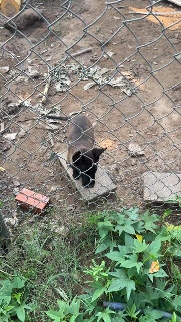 malinoi cái. Mua bán Chó tại Huyện Thủ Thừa Long An được đăng bởi Nguyễn Phát hình 1