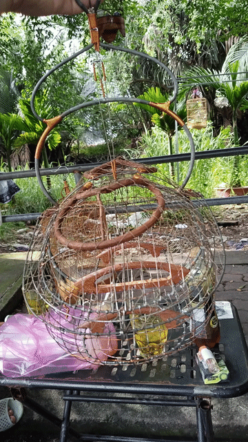 Chim chào mào giọng hay khỏe mạnh. Mua bán Chim tại Huyện Bình Chánh Tp Hồ Chí Minh được đăng bởi Nguyễn Luân hình 1