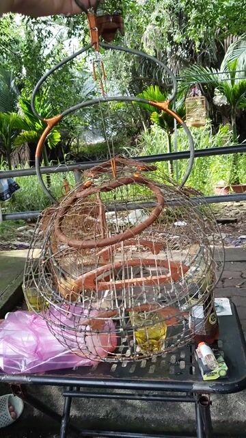 Chim chào mào giọng hay khỏe mạnh. Mua bán Chim tại Huyện Bình Chánh Tp Hồ Chí Minh được đăng bởi Nguyễn Luân hình 1