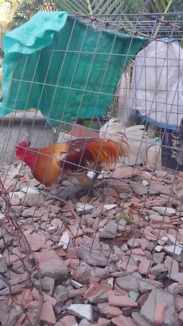 Gà Nâu vàng Đực 2.550. Mua bán Gà tại Huyện Nhà Bè Tp Hồ Chí Minh được đăng bởi Tri Nguyen hình 1