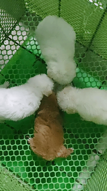 Chó Poodle nhà trồng . Mua bán Chó tại Huyện Giồng Trôm Bến Tre được đăng bởi Thi hình 1
