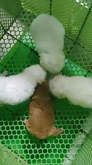 Chó Poodle nhà trồng . Mua bán Chó tại Huyện Giồng Trôm Bến Tre được đăng bởi Thi hình 1