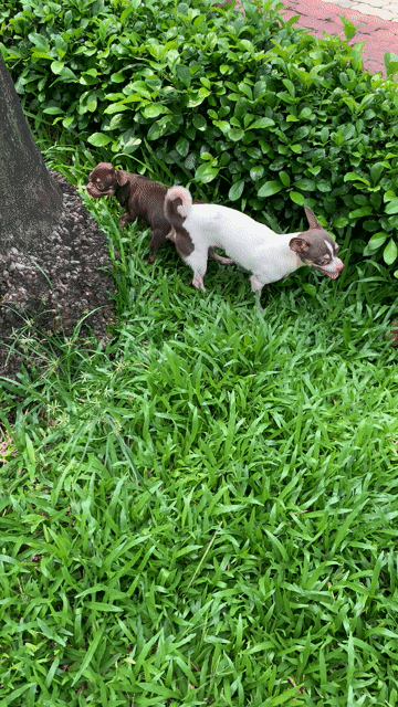 Chó Chihuahua Lilac 10 tháng. Mua bán Chó tại Quận 8 Tp Hồ Chí Minh được đăng bởi Nguyễn Mạnh  hình 1