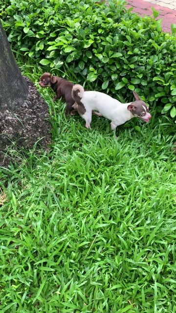Chó Chihuahua Lilac 10 tháng. Mua bán Chó tại Quận 8 Tp Hồ Chí Minh được đăng bởi Nguyễn Mạnh  hình 1
