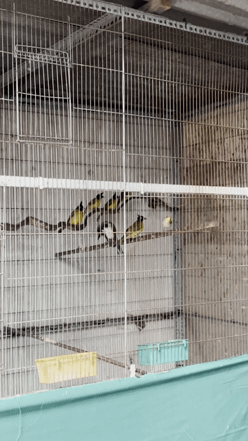 Sale chào mào núi thả aviary 🥳🥳🥳. Mua bán Chim tại Quận Gò Vấp Tp Hồ Chí Minh được đăng bởi Đình Long hình 1