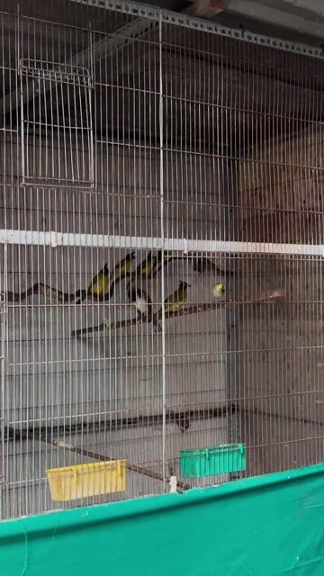 Sale chào mào núi thả aviary 🥳🥳🥳. Mua bán Chim tại Quận Gò Vấp Tp Hồ Chí Minh được đăng bởi Đình Long hình 1