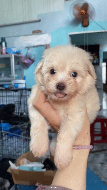 Bé trai poodle lai phốc. Mua bán Chó tại Quận 1 Tp Hồ Chí Minh được đăng bởi PET SHOP NẮNG hình 1
