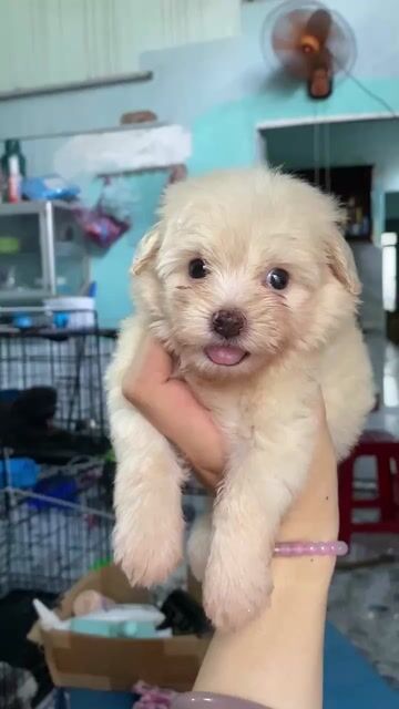 Bé trai poodle lai phốc. Mua bán Chó tại Quận 1 Tp Hồ Chí Minh được đăng bởi PET SHOP NẮNG hình 1