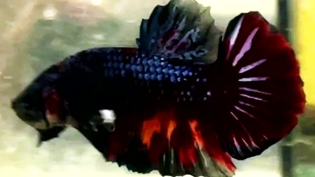 blue nemo. Mua bán Thú cưng khác tại Quận Bình Thạnh Tp Hồ Chí Minh được đăng bởi Nguyễn Trung Hiếu hình 1