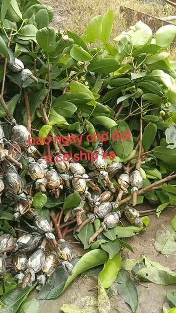 Cây giống Mận xanh đường Sóc Trăng rễ khỏe. Mua bán Đồ chuyên dụng, Giống nuôi trồng tại Huyện Kế Sách Sóc Trăng được đăng bởi Thanh long hình 1