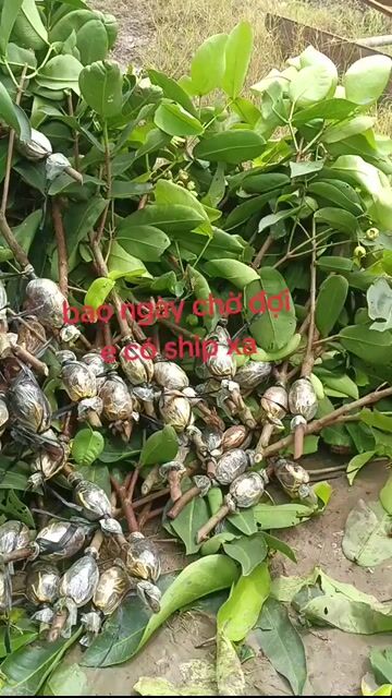 Cây giống Mận xanh đường Sóc Trăng rễ khỏe. Mua bán Đồ chuyên dụng, Giống nuôi trồng tại Huyện Kế Sách Sóc Trăng được đăng bởi Thanh long hình 1