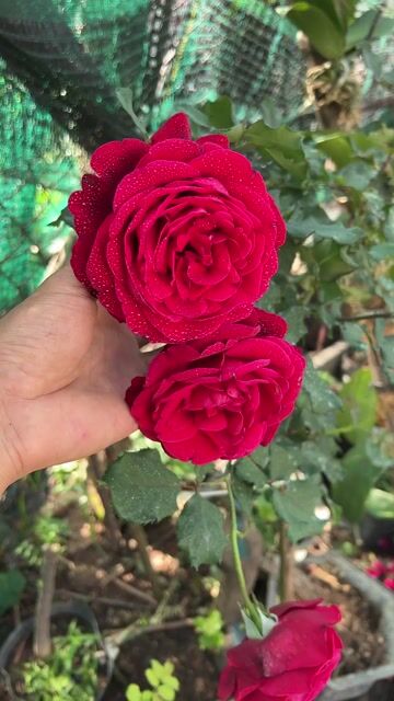 Hoa hồng leo Cổ Hải Phòng. Mua bán Cây cảnh, đồ trang trí tại Huyện Hóc Môn Tp Hồ Chí Minh được đăng bởi Vườn Hồng Hoàng My hình 1