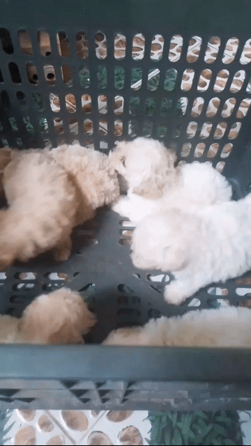Chó Poodle Tiny Trắng. Mua bán Chó tại Huyện Gò Công Đông Tiền Giang được đăng bởi Cương Nguyễn hình 1