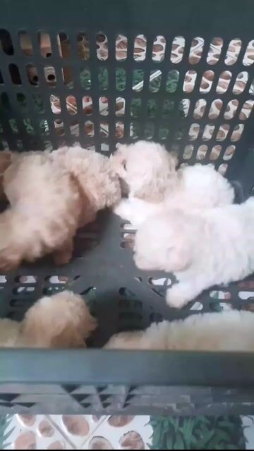 Chó Poodle Tiny Trắng. Mua bán Chó tại Huyện Gò Công Đông Tiền Giang được đăng bởi Cương Nguyễn hình 1