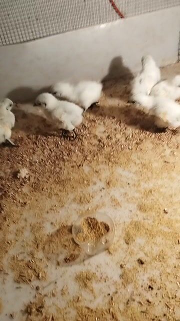 Gà ác con 1 tuần tuổi Trắng. Mua bán Gà tại Quận Bình Tân Tp Hồ Chí Minh được đăng bởi Nhật Trường hình 1