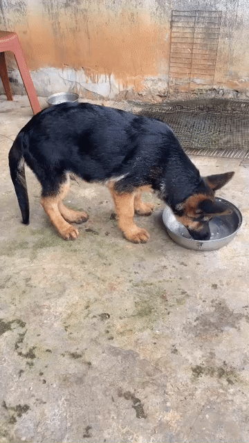 Chó Bécgie Đức 12kg Đen vàng Nhập khủng . Mua bán Chó tại Huyện Bình Chánh Tp Hồ Chí Minh được đăng bởi Anh nông dân da đen hình 1