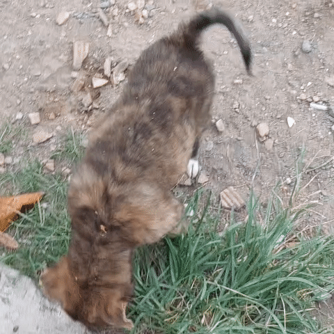 Chó Phú Quốc lai Poodle vện 2 tháng. Mua bán Chó tại Quận 8 Tp Hồ Chí Minh được đăng bởi Oanh Vũ hình 1
