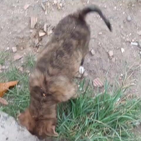 Chó Phú Quốc lai Poodle vện 2 tháng. Mua bán Chó tại Quận 8 Tp Hồ Chí Minh được đăng bởi Oanh Vũ hình 1