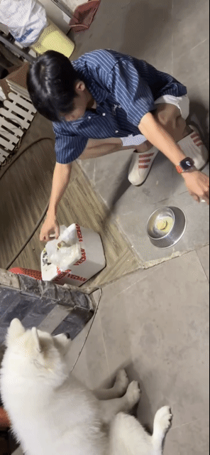 Chó Samoyed đực trắng gần 2 tuổi. Mua bán Chó tại Huyện Hóc Môn Tp Hồ Chí Minh được đăng bởi Duy Ng hình 1