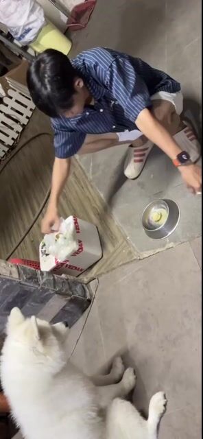 Chó Samoyed đực trắng gần 2 tuổi. Mua bán Chó tại Huyện Hóc Môn Tp Hồ Chí Minh được đăng bởi Duy Ng hình 1
