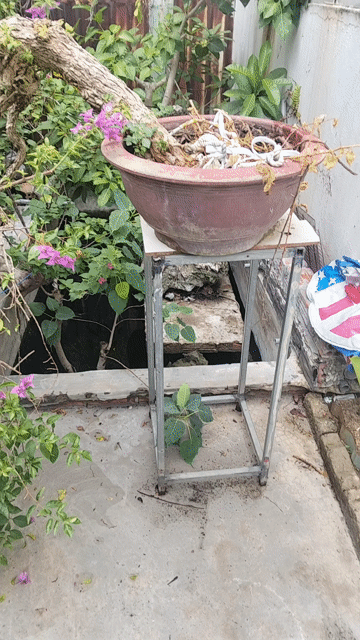 Cây cảnh Tím Huế đang ra hoa trồng ban công. Mua bán Cây cảnh, đồ trang trí tại Quận Sơn Trà Đà Nẵng được đăng bởi Hoang dinh tam hình 1
