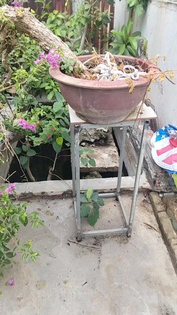 Cây cảnh Tím Huế đang ra hoa trồng ban công. Mua bán Cây cảnh, đồ trang trí tại Quận Sơn Trà Đà Nẵng được đăng bởi Hoang dinh tam hình 1