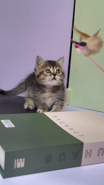 Mèo Munchkin cái lông ngắn. Mua bán Mèo tại Thành phố Pleiku Gia Lai được đăng bởi hân hình 1