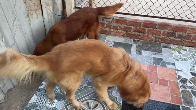 Chó Golden Retriever cái 11 tháng đã tiêm. Mua bán Chó tại Huyện Bình Chánh Tp Hồ Chí Minh được đăng bởi phạm phố hình 1