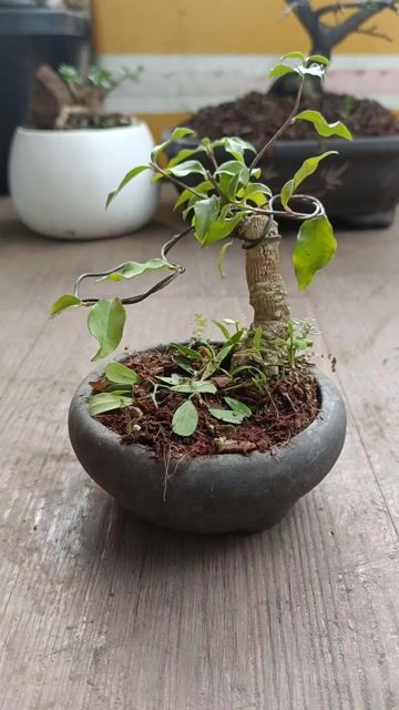 Hồng ngọc mai siêu mini [Bonsai để bàn]. Mua bán Cây cảnh, đồ trang trí tại Thành phố Biên Hòa Đồng Nai được đăng bởi For You 98 hình 1