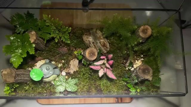 Bình terrarium kín không đèn kích thước 22x10x10