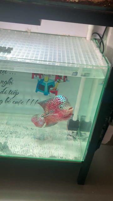 Cá La Hán Kamfa f2. Mua bán Thú cưng khác tại Quận Tân Phú Tp Hồ Chí Minh được đăng bởi Anh Phong Huỳnh hình 1