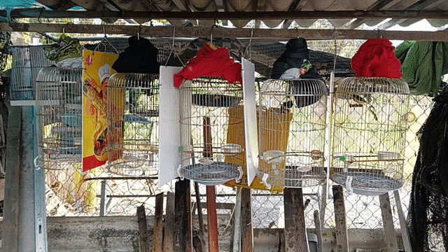 Chim Hút Mật nhiều tháng đã mở miệng hót. Mua bán Chim tại Huyện Cần Giuộc Long An được đăng bởi Gà Tre Kiển hình 1