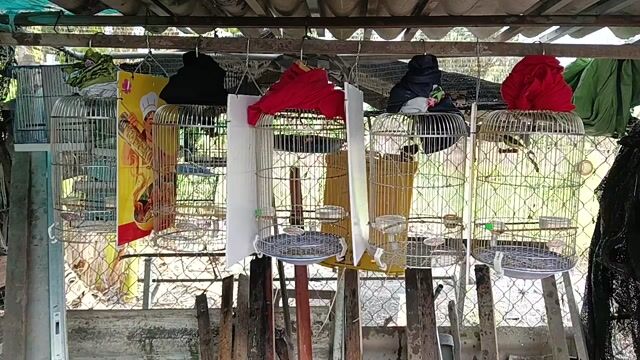 Chim Hút Mật nhiều tháng đã mở miệng hót. Mua bán Chim tại Huyện Cần Giuộc Long An được đăng bởi Gà Tre Kiển hình 1
