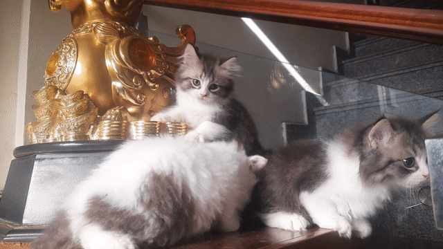 Mèo Trắng Nâu Lông Dài. Mua bán Mèo tại Quận Ngô Quyền Hải Phòng được đăng bởi Hiên Phạm hình 1