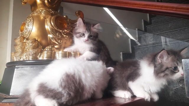 Mèo Trắng Nâu Lông Dài. Mua bán Mèo tại Quận Ngô Quyền Hải Phòng được đăng bởi Hiên Phạm hình 1