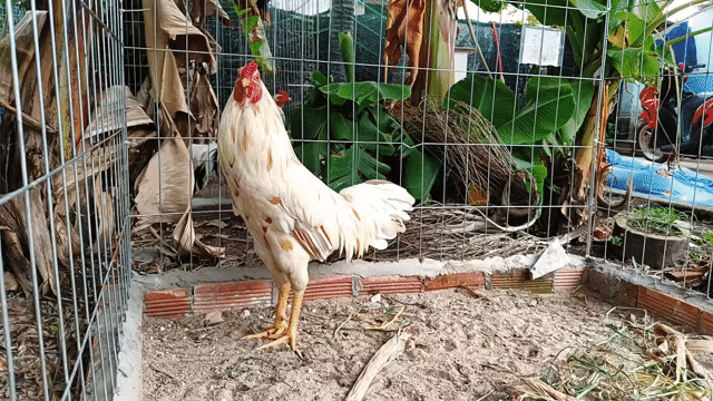 Gà chọi trắng 2.5kg. Mua bán Gà tại Huyện Củ Chi Tp Hồ Chí Minh được đăng bởi Nghia gà nhà 71 hình 1