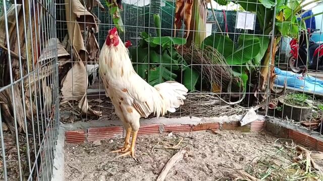 Gà chọi trắng 2.5kg. Mua bán Gà tại Huyện Củ Chi Tp Hồ Chí Minh được đăng bởi Nghia gà nhà 71 hình 1