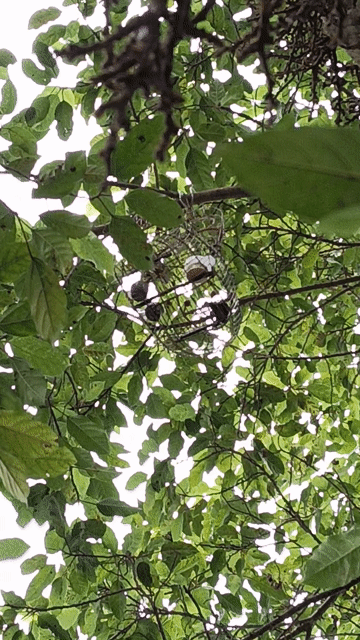 Chim khuyên mái mồi . Mua bán Chim tại Quận Tân Phú Tp Hồ Chí Minh được đăng bởi a ba hình 1