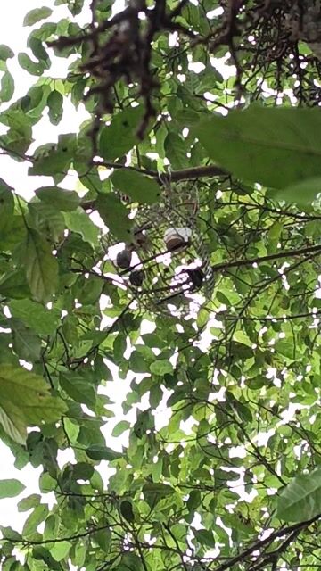 Chim khuyên mái mồi . Mua bán Chim tại Quận Tân Phú Tp Hồ Chí Minh được đăng bởi a ba hình 1