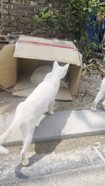 Mèo Cái trưởng thành Trắng 2 màu. Mua bán Mèo tại Huyện Đông Anh Hà Nội được đăng bởi Oanh trần thị quỳnh hình 1