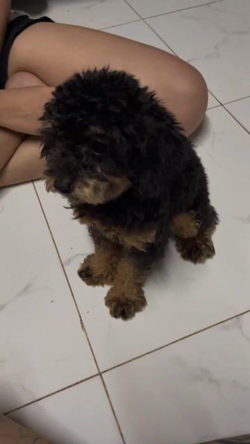 Chó Poodle Teacup Phantom 10 tháng. Mua bán Chó tại Quận Bình Tân Tp Hồ Chí Minh được đăng bởi Nguyễn Thanh Quốc  hình 1